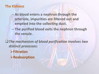 – As blood enters a nephron through the
arteriole, impurities are filtered out and
emptied into the collecting duct.
– The purified blood exits the nephron through
the venule.
The mechanism of blood purification involves two
distinct processes:
Filtration
Reabsorption
 