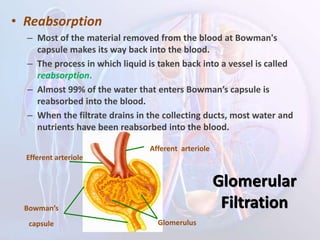 • Reabsorption
– Most of the material removed from the blood at Bowman's
capsule makes its way back into the blood.
– The process in which liquid is taken back into a vessel is called
reabsorption.
– Almost 99% of the water that enters Bowman’s capsule is
reabsorbed into the blood.
– When the filtrate drains in the collecting ducts, most water and
nutrients have been reabsorbed into the blood.
Glomerulus
Afferent arteriole
Efferent arteriole
Bowman’s
capsule
Glomerular
Filtration
 