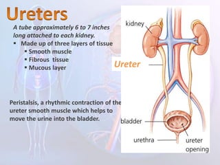 Ureters
Peristalsis, a rhythmic contraction of the
ureter smooth muscle which helps to
move the urine into the bladder.
A tube approximately 6 to 7 inches
long attached to each kidney.
 Made up of three layers of tissue
 Smooth muscle
 Fibrous tissue
 Mucous layer Ureter
 