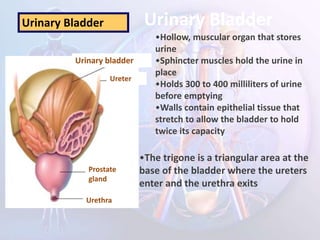 Urinary Bladder
Urinary Bladder
•Hollow, muscular organ that stores
urine
•Sphincter muscles hold the urine in
place
•Holds 300 to 400 milliliters of urine
before emptying
•Walls contain epithelial tissue that
stretch to allow the bladder to hold
twice its capacity
Urethra
Prostate
gland
Ureter
Urinary bladder
•The trigone is a triangular area at the
base of the bladder where the ureters
enter and the urethra exits
 