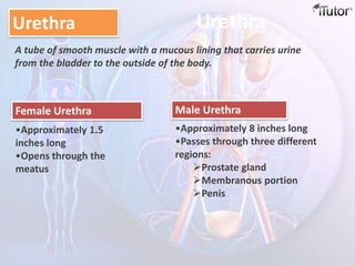Urethra
Urethra
Female Urethra Male Urethra
•Approximately 1.5
inches long
•Opens through the
meatus
•Approximately 8 inches long
•Passes through three different
regions:
Prostate gland
Membranous portion
Penis
A tube of smooth muscle with a mucous lining that carries urine
from the bladder to the outside of the body.
 