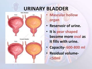 URINARY BLADDER
• Mascular hollow
organ
• Reservoir of urine.
• It is pear shaped
become more oval as
it fills with urine.
• Capacity- 600-800 ml
• Residual volume-
50ml
 