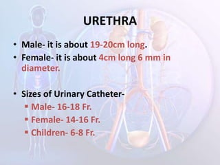 URETHRA
• Male- it is about 19-20cm long.
• Female- it is about 4cm long 6 mm in
diameter.
• Sizes of Urinary Catheter-
 Male- 16-18 Fr.
 Female- 14-16 Fr.
 Children- 6-8 Fr.
 