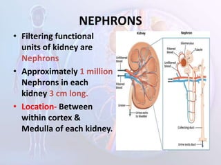NEPHRONS
• Filtering functional
units of kidney are
Nephrons
• Approximately 1 million
Nephrons in each
kidney 3 cm long.
• Location- Between
within cortex &
Medulla of each kidney.
 