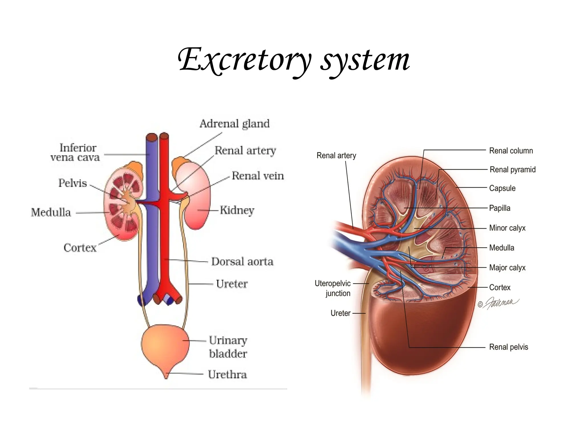 Excretory system
 