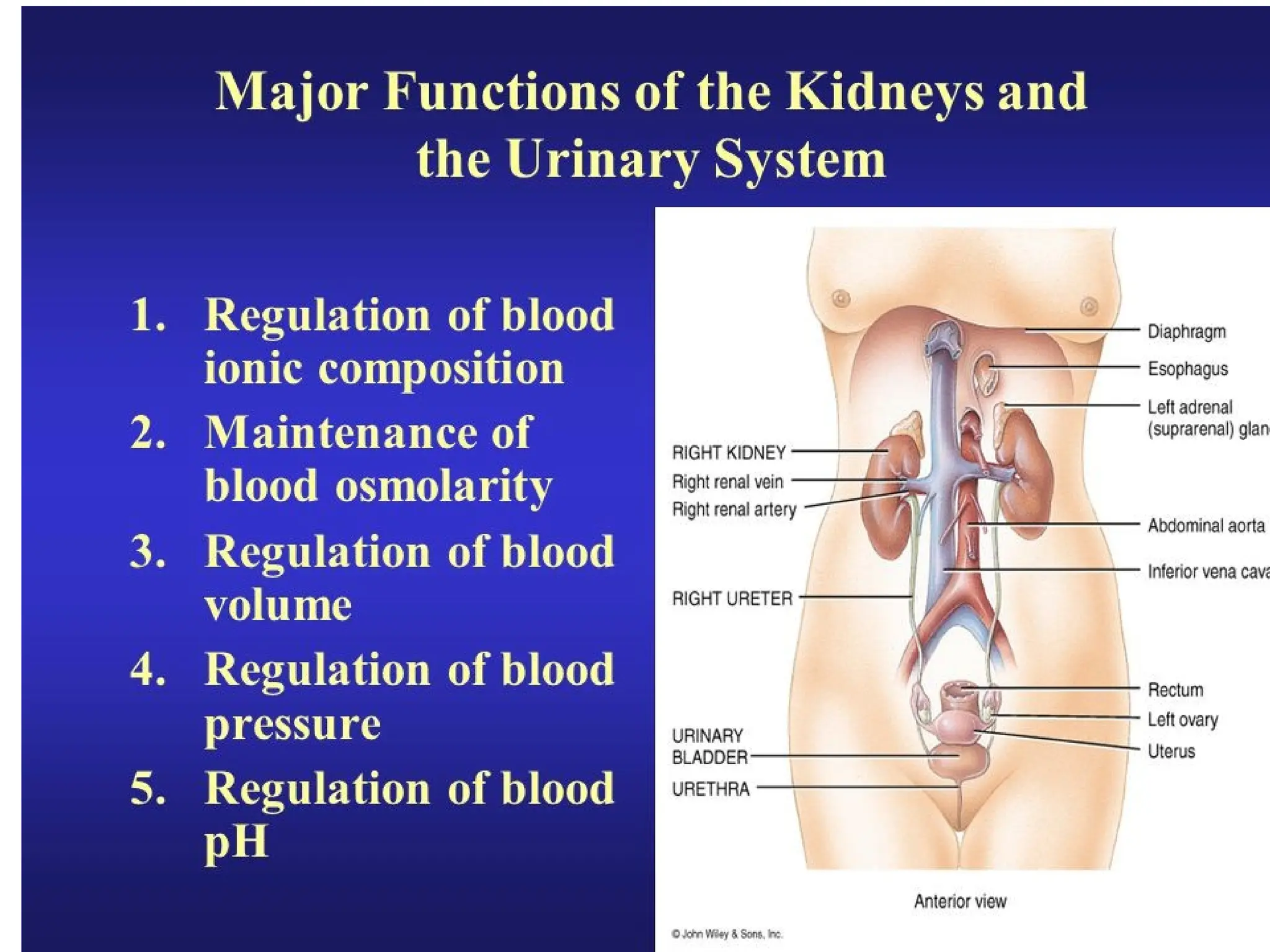Excretory system structure and function of