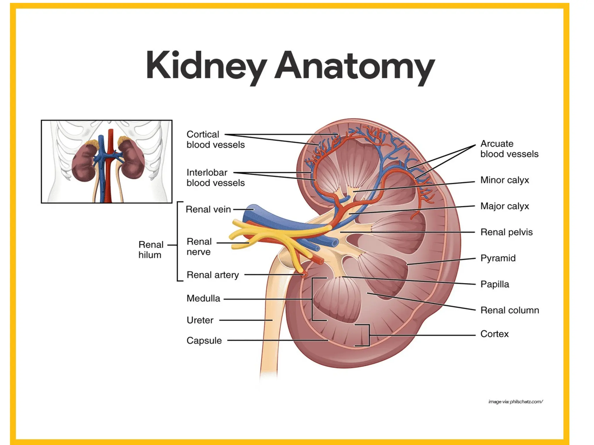 Excretory system structure and function of