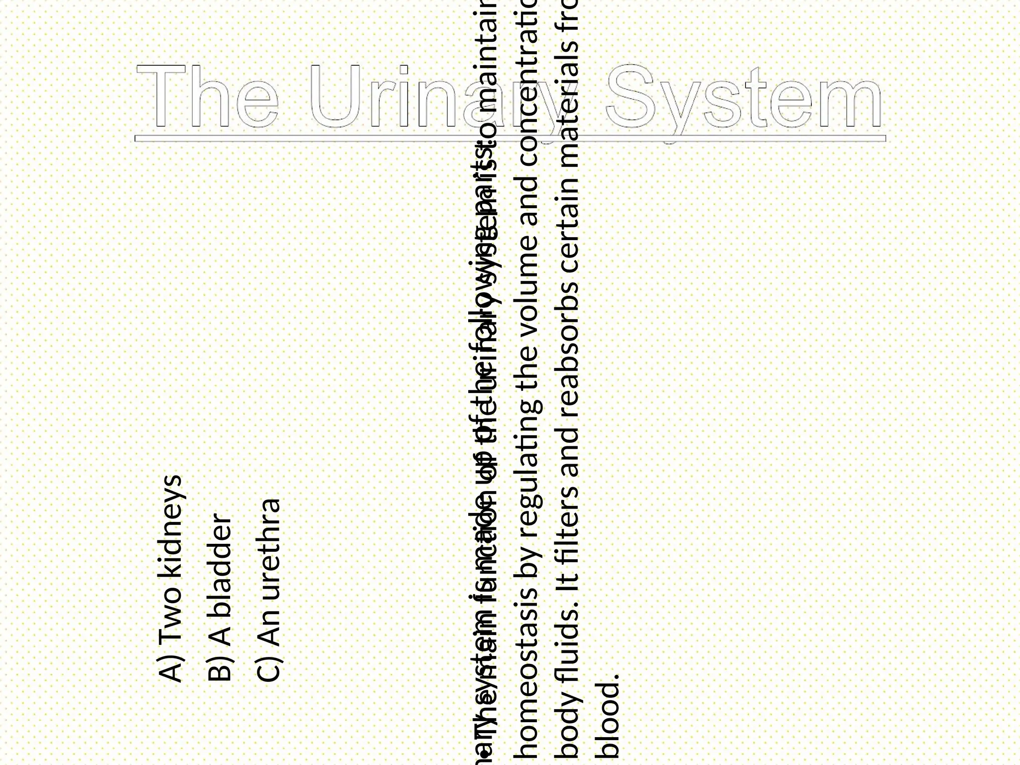 •
The
main
function
of
the
urinary
system
is
to
maintai
homeostasis
by
regulating
the
volume
and
concentrati
body
fluids.
It
filters
and
reabsorbs
certain
materials
fr
blood.
ary
system
is
made
up
of
the
following
parts:
A)
Two
kidneys
B)
A
bladder
C)
An
urethra
 