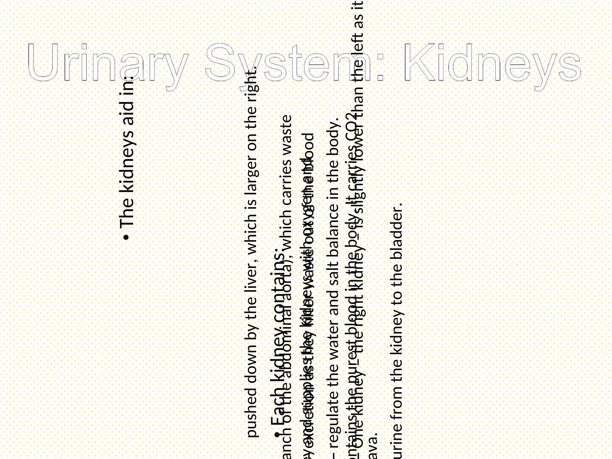 •
The
kidneys
aid
in:
excretion
as
they
filter
waste
out
of
the
blood
regulate
the
water
and
salt
balance
in
the
body.
One
kidney
–
the
right
kidney
–
is
slightly
lower
than
the
left
as
it
pushed
down
by
the
liver,
which
is
larger
on
the
right.
•
Each
kidney
contains:
nch
of
the
abdominal
aorta),
which
carries
waste
y
and
supplies
the
kidneys
with
oxygen
and
ntains
the
purest
blood
in
the
body.
It
carries
CO2
va.
rine
from
the
kidney
to
the
bladder.
 