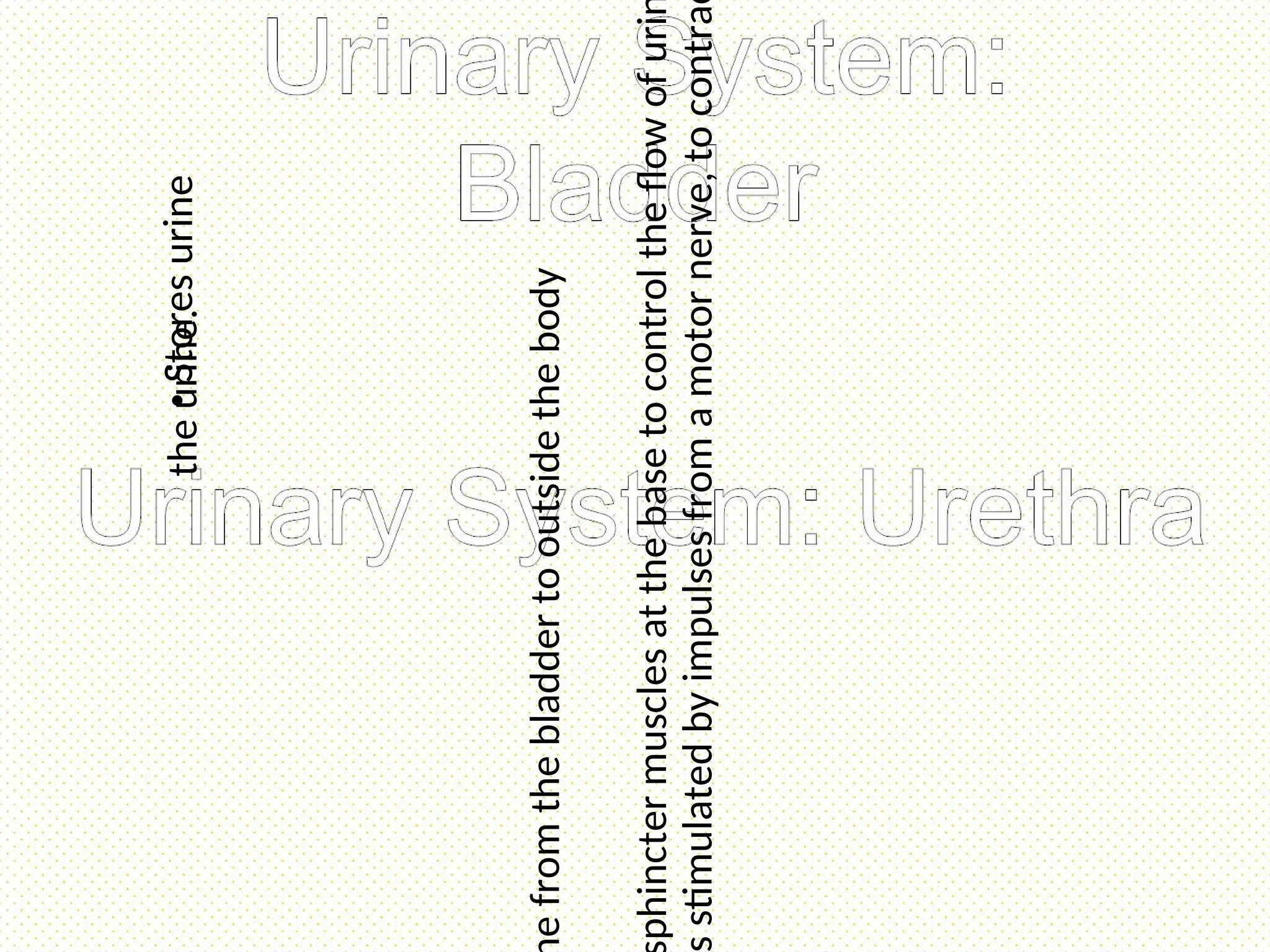 •
Stores
urine
stimulated
by
impulses
from
a
motor
nerve,
to
contra
the
urine.
phincter
muscles
at
the
base
to
control
the
flow
of
uri
e
from
the
bladder
to
outside
the
body
 