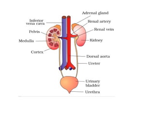 Excretory system structure and function of