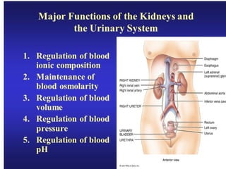 Excretory system structure and function of