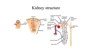 The Excretory System: Structure, Function, and Importance by chetan ...