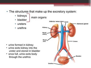 The Human Excretory System Explained Now | PPTX