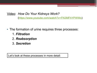 The Human Excretory System Explained Now | PPTX