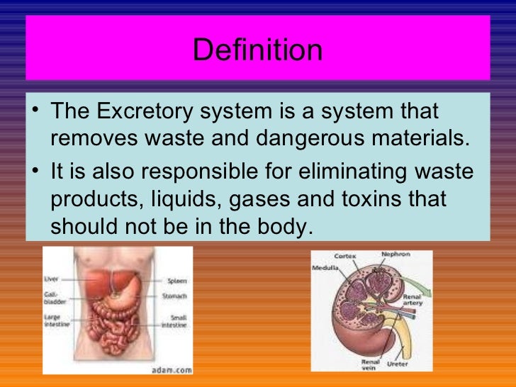 Excretory system