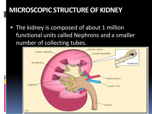 Urinary and Excretory system