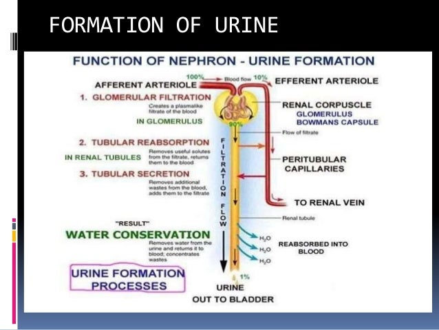 Urinary and Excretory system