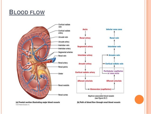 Flow Chart Of Human Excretory System