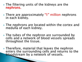  The filtering units of the kidneys are the
nephrons.
 There are approximately “1” million nephrons
in each kidney.
 The nephrons are located within the cortex and
medulla of each kidney.
 The tubes of the nephron are surrounded by
cells and a network of blood vessels spreads
throughout the tissue.
 Therefore, material that leaves the nephron
enters the surrounding cells and returns to the
bloodstream by a network of vessels.
 