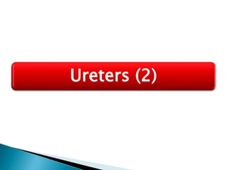 Ureters (2)
 