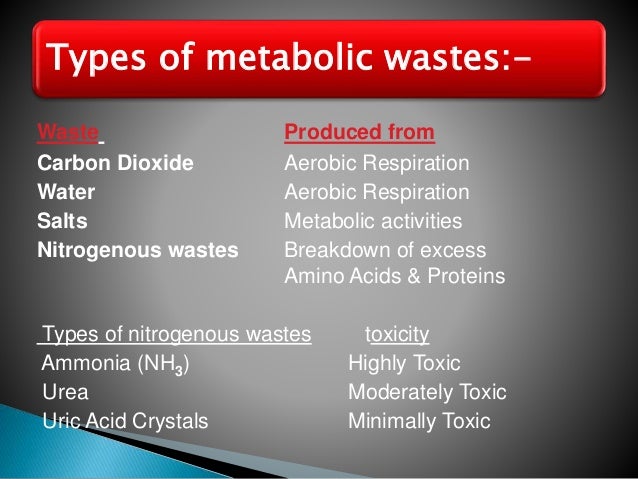 Ppt On Excretory System Akki