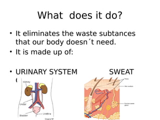 What does it do?
• It eliminates the waste subtances
that our body doesn´t need.
• It is made up of:
• URINARY SYSTEM SWEAT
GLANDS
 