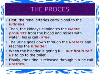 THE PROCES
• First, the renal arteries carry blood to the
kidneys.
• Then, the kidneys eliminates the waste
products from the blood and mixes with
water.This is call urine.
• The urine goes down through the ureters and
reaches the bladder.
• When the bladder is geting full, our brain tell
us to go to the toilet.
• Finally, the urine is released through a tube call
urethra.
 