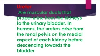 Ureter

Are muscular ducts that
propel urine from the kidneys
to the urinary bladder. In
humans, the ureters arise from
the renal pelvis on the medial
aspect of each kidney before
descending towards the
bladder.

 