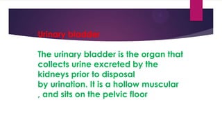 Urinary bladder
The urinary bladder is the organ that
collects urine excreted by the
kidneys prior to disposal
by urination. It is a hollow muscular
, and sits on the pelvic floor

 