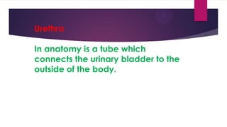 Urethra
In anatomy is a tube which
connects the urinary bladder to the
outside of the body.

 