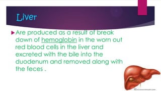 Liver
 Are

produced as a result of break
down of hemoglobin in the worn out
red blood cells in the liver and
excreted with the bile into the
duodenum and removed along with
the feces .

 