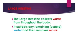LARGE INTESTINE
 The

Large Intestine collects waste
from throughout the body.
 It extracts any remaining (usable)
water and then removes waste.

 