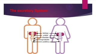The excretory System:

 