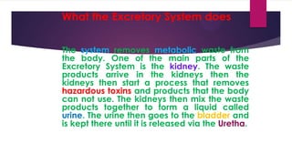 What the Excretory System does
The system removes metabolic waste from
the body. One of the main parts of the
Excretory System is the kidney. The waste
products arrive in the kidneys then the
kidneys then start a process that removes
hazardous toxins and products that the body
can not use. The kidneys then mix the waste
products together to form a liquid called
urine. The urine then goes to the bladder and
is kept there until it is released via the Uretha.

 