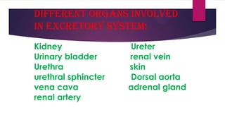 DIFFERENT ORGANS INVOLVED
IN EXCRETORY SYSTEM:
Kidney
Urinary bladder
Urethra
urethral sphincter
vena cava
renal artery

Ureter
renal vein
skin
Dorsal aorta
adrenal gland

 