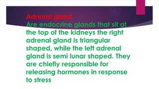 Adrenal gland
Are endocrine glands that sit at
the top of the kidneys the right
adrenal gland is triangular
shaped, while the left adrenal
gland is semi lunar shaped. They
are chiefly responsible for
releasing hormones in response
to stress

 