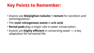 Excretory System in insects ( PPT Presentation) | PPTX