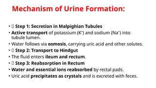 Excretory System in insects ( PPT Presentation) | PPTX