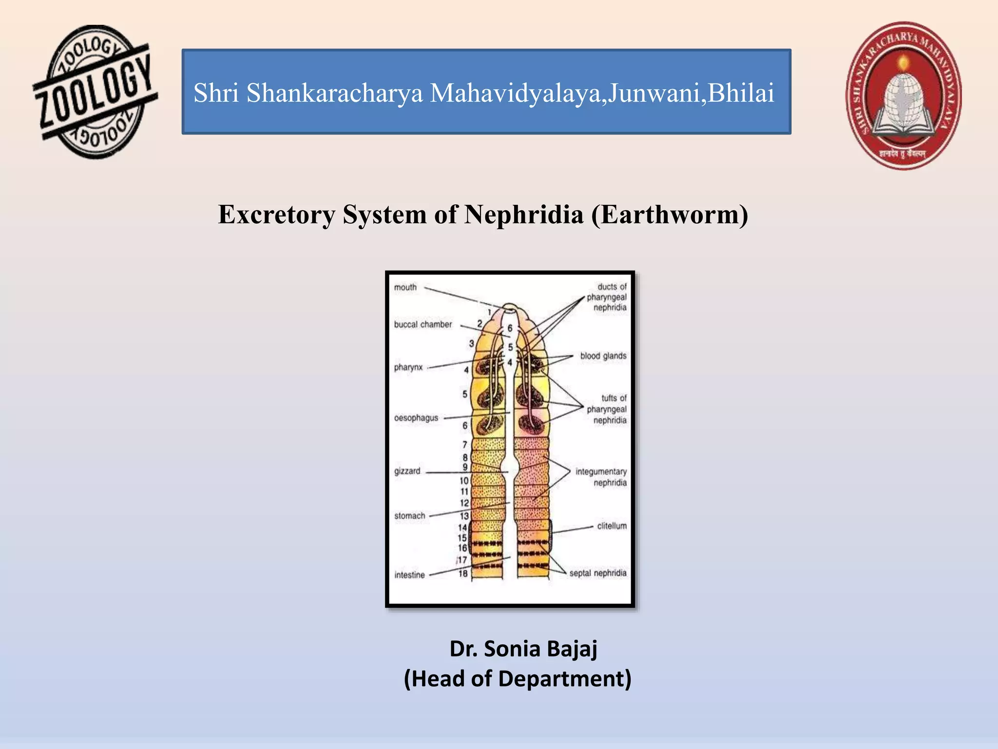 Excretory system of earthworm , Three types of nephridia, structure of ...