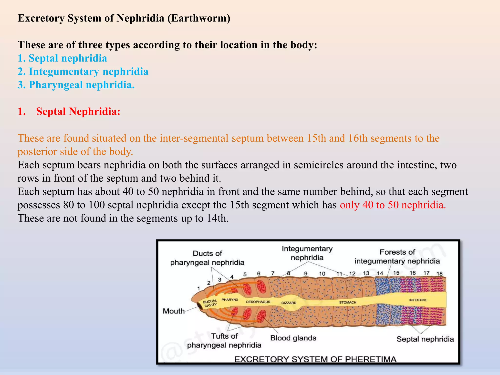 Excretory system of earthworm , Three types of nephridia, structure of ...