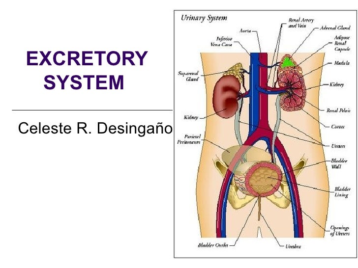 Excretory system