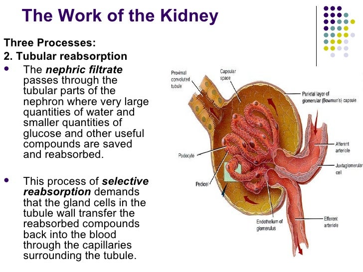 Excretory system