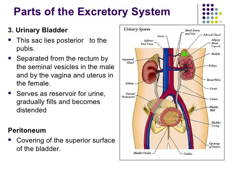 Resultado de imagen de parts of the excretory system
