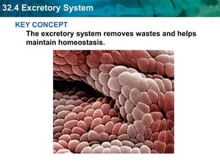 32.4 Excretory System
KEY CONCEPT
The excretory system removes wastes and helps
maintain homeostasis.
 