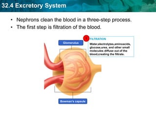 excretory_system_powerpoint.ppt