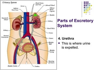 Parts of Excretory System 4. Urethra This is where urine is expelled. 