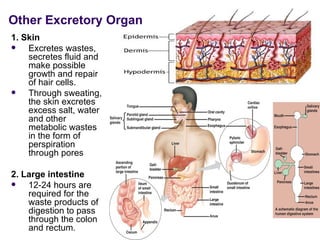 1. Skin Excretes wastes, secretes fluid and make possible growth and repair of hair cells.  Through sweating, the skin excretes excess salt, water and other metabolic wastes in the form of perspiration through pores  2. Large intestine 12-24 hours are required for the waste products of digestion to pass through the colon and rectum.  Other Excretory Organ 