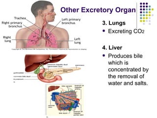 3. Lungs Excreting CO 2   4. Liver Produces bile which is concentrated by the removal of water and salts. Other Excretory Organ 