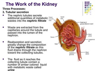 The Work of the Kidney Three Processes: 3. Tubular secretion The nephric tubules secrete additional quantities of metabolic wastes into the  nephric filtrate   Waste are extracted from the capillaries around the tubule and passed into the lumen of the nephron. Reabsorption and secretion greatly change the composition of the  nephric filtrate  as this fluid drains through the nephron toward the collecting tubules. The  fluid as it reaches the collecting tubule contain a number of amber colored  liquid with metabolic waste called  urine   